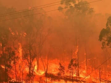Ένα δισεκατομμύριο ζώα νεκρά από τις φωτιές στην Αυστραλία
