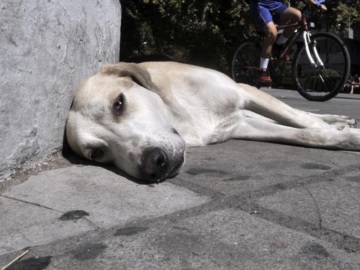 Τη βοήθεια των πολιτών ζητά ο Δήμος Αίγινας για την καταγραφή αδέσποτων σκυλιών 