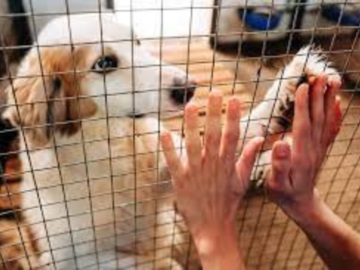Κοινό αίτημα δημοτικών παρατάξεων της αντιπολίτευσης για το καταφύγιο αδέσποτων ζώων στο Κρανίδι