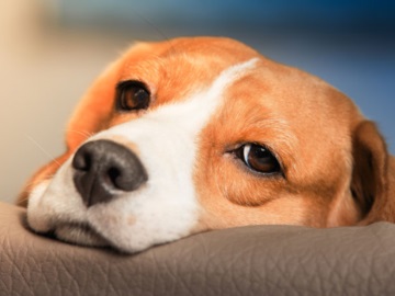 Γρίπη των σκύλων: Η νέα υγειονομική απειλή που ανησυχεί τους επιστήμονες