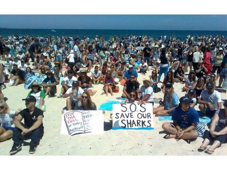 Αυστραλία: Χιλιάδες &quot;οχι&quot; στη θανάτωση των καρχαριών