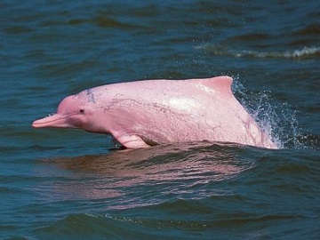 Σπάνια ροζ δελφίνια εμφανίστηκαν στα ανοικτά των ακτών της Ταϊλάνδης