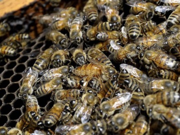 Υστερα πέθαναν οι... Μέλισσες - Ρεπορτάζ του Κώστα Αργυρού 