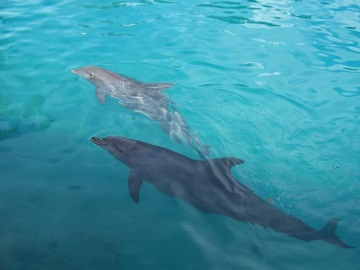 Δελφίνια &quot;χορεύουν&quot; μπροστά από φουσκωτό σκάφος στην Ιθάκη (βίντεο)