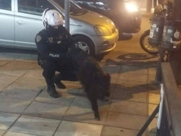 Θεσσαλονίκη: Αγριογούρουνο έκοβε βόλτες στην Τούμπα - Το &quot;συνέλαβε&quot; αστυνομικός 