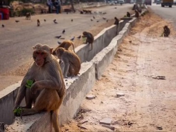 Ινδία – Μαϊμού πέταξε τούβλο από τον 2ο όροφο κτιρίου και σκότωσε άνδρα