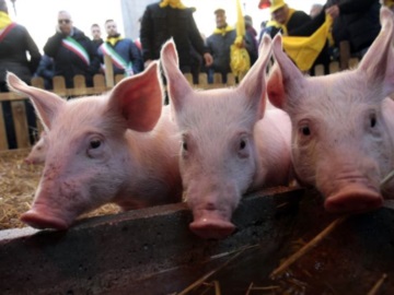  Ολλανδία – Επιστρατεύουν… γουρούνια για την ασφάλεια των πτήσεων