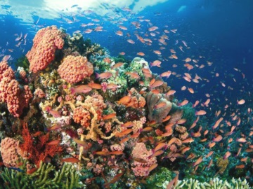 Εξαιρετικά αρνητικές οι επιπτώσεις των κλιματικών αλλαγών στα τροπικά θαλάσσια οικοσυστήματα
