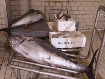 Χαλκίδα: Αλιευτικοί έλεγχοι με κατάσχεση αλιευμάτων και δολωμάτων
