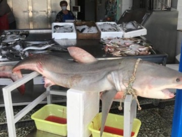 Νάξος: Έπιασαν τεράστιο ψάρι 75 κιλών και πουλήθηκε μέσα σε λίγη ώρα (pics)