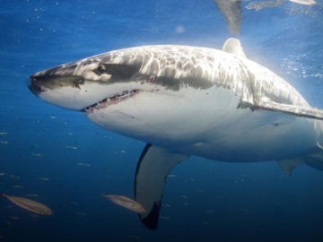 WWF: Ακόμα ένα δυσάρεστο περιστατικό αλίευσης, πώλησης και επίδειξης Λευκού Καρχαρία, σημειώθηκε στην Μεσόγειο, στο νησί της Νάξου.