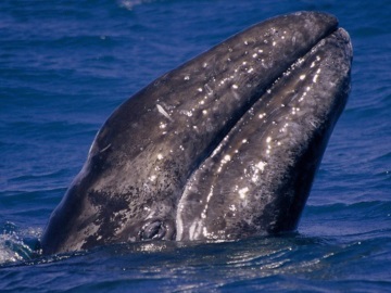 Μια γκρίζα φάλαινα θεάθηκε για πρώτη φορά στις ακτές της Γαλλίας στη Μεσόγειο