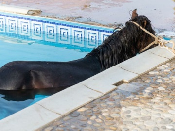 Κεφαλονιά: Άλογο βούτηξε σε πισίνα ξενοδοχείου για να δροσιστεί - Φωτογραφίες