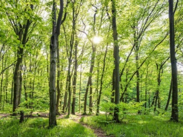Κλίμα: Νέα ευρωπαϊκή στρατηγική για τα δάση ενέκρινε η Κομισιόν