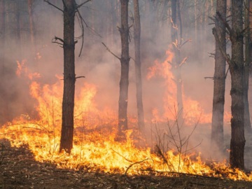 Ανεξέλεγκτη η φωτιά στην Εύβοια – Νέο μήνυμα του 112 για εκκένωση οικισμών, τραυματίστηκαν πυροσβέστες