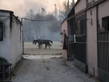 Φωτιά στη Βαρυμπόμπη: Κύμα συμπαράστασης για τα ζώα