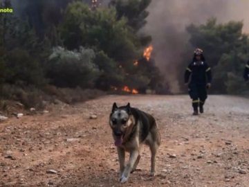  Φωτιές – Ανυπολόγιστες απώλειες σε άγρια και οικόσιτα ζώα