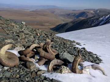 Μογγολία: Τα χιόνια έλιωσαν αποκαλύπτοντας οστά ζώων και εργαλεία από την εποχή του Χαλκού