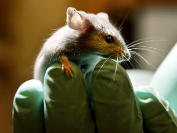 Ανατροπή με την προέλευση της Όμικρον: Πιθανόν να προέρχεται από τα ποντίκια
