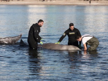 Μεγάλη προσπάθεια να σωθεί η φάλαινα στον Άλιμο - Πολύ σοβαρή η κατάσταση της
