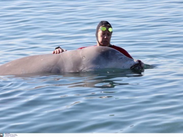 Στη Σαλαμίνα η φάλαινα που εντοπίστηκε στον Άλιμο – Υπάρχουν ελπίδες επιβίωσης