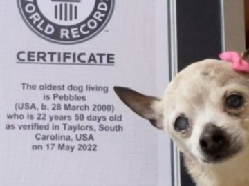 Πέθανε η Πέμπλς, η οποία κατείχε το ρεκόρ του γηραιότερου σκύλου στον κόσμο