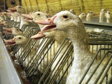 Γαλλία: Η γρίπη των πτηνών αποδεκατίζει τις πάπιες – Ακριβότερο και σπανιότερο το φουά γκρα φέτος τον χειμώνα