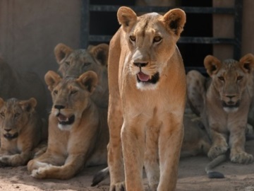 Αυστραλία: 5 λιοντάρια κατάφεραν να αποδράσουν για λίγο από τον περίβολό τους προκαλώντας συναγερμό σε ζωολογικό κήπο