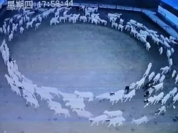 Μυστήριο σε φάρμα στην Κίνα – Πρόβατα κινούνται σε κύκλο επί 12 ημέρες