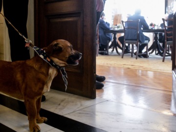Μέγαρο Μαξίμου: Ο πρωθυπουργικός σκύλος Πίνατ δάγκωσε τον Άκη Σκέρτσο