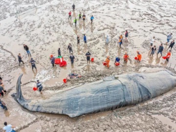 Απίστευτη επιχείρηση διάσωσης φάλαινας 28 μέτρων στην Κίνα (βίντεο!)