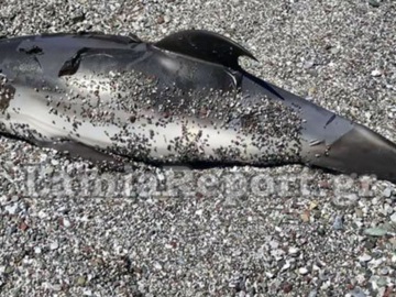 Καμένα Βούρλα: Ξεβράστηκε νεκρό μωρό δελφίνι σε παραλία – Ήταν χτυπημένο στην κοιλιά 