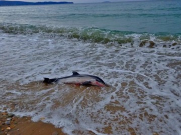 Νεκρό δελφίνι στην Κόρινθο