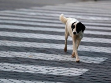 Θεσσαλονίκη: Δικογραφία σε βάρος 75χρονης για κακομεταχείριση αδέσποτου σκύλου