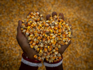 Κλιματική κρίση: Απειλείται το ένα τρίτο των τροφών που καταναλώνουμε