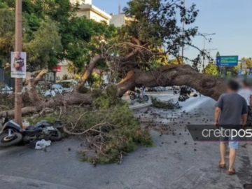 Εισαγγελική παρέμβαση για τον άνδρα που καταπλακώθηκε από δέντρο στην Κρήτη– Τι λέει ο γιος του