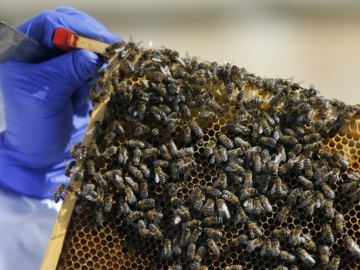 Κλιματική Αλλαγή: Γιατί μειώνονται οι Μέλισσες-Σήμα κινδύνου για την τροφική αλυσίδα