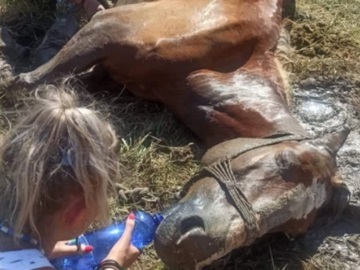 Απάνθρωπη κακοποίηση ζώου: Άφησαν άλογο δεμένο στον ήλιο και είχε βασανιστικό θάνατο, στην Κέρκυρα (εικόνες – βίντεο)