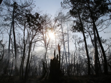 Γαλλία: Πυρκαγιά έχει κάψει 13.000 στρέμματα – Βρίσκεται ακόμη σε εξέλιξη