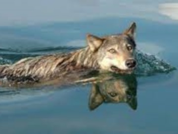Άφωνοι έμειναν ψαράδες στη Μαγνησία - Είδαν λύκο να... κολυμπάει δίπλα τους (βίντεο)