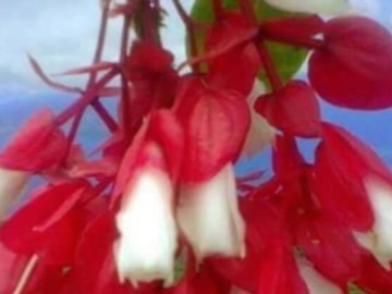 Tagimoucia: ένα από τα πιο σπάνια λουλούδια στον κόσμο!