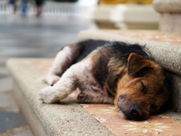  Άλλο ένα περιστατικό άγριας κακοποίησης και θανάτωσης ζώου: Πυροβόλησαν ένα σκυλί στον Βόλο