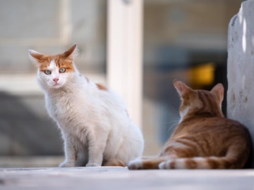  Κακοποίηση ζώων: Πρόστιμο 5.000 ευρώ σε 64χρονο για κλωτσιά σε αδέσποτη γάτα