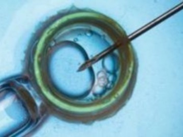 Δημιουργήθηκαν τα πρώτα ωάρια από αρσενικά κύτταρα ποντικιών - Ανοίγει ο δρόμος για μωρά με 2 βιολογικούς πατέρες