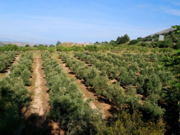 Ισπανία: Η ξηρασία καταστρέφει την παραγωγή ελαιολάδου και ανεβάζει τις τιμές