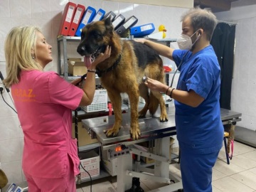 ΔΙΚΕΠΑΖ: Δωρεάν ηλεκτρονική σήμανση και εμβολιασμός για όλους τους σκύλους από κάθε περιοχή της Αττικής