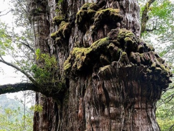 “Ο Προπάππους” σύντομα θα ανακηρυχθεί ως το γηραιότερο δέντρο του πλανήτη