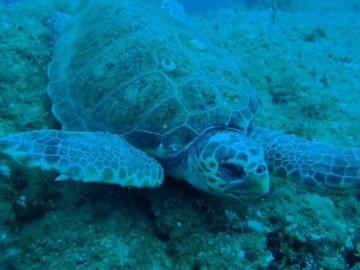 Βρήκαν στον βυθό σφαγμένη θαλάσσια χελώνα, στη Νάξο (εικόνες)