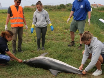 Αιγαίο: Δύο νεκρά δελφίνια εντοπίστηκαν κοντά σε Χίο και Σάμο 