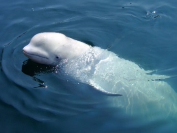 Στις σουηδικές ακτές η «Χβαλντιριμ», φάλαινα «κατάσκοπος των Ρώσων»